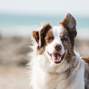 Tico